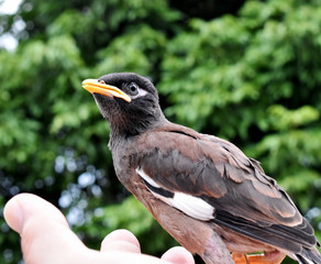 Brown-black-white Myna Bird and gentle hand on a blurred background 
