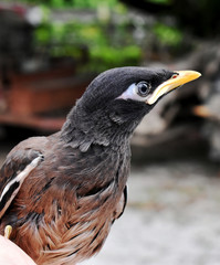 Brown-black-white Myna Bird, isolated on a blurred background 