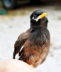 Brown-black-white Myna Bird, isolated on a blurred background 