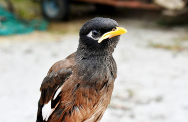 Brown-black-white Myna Bird, isolated on a blurred background 
