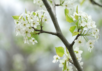 close up on white spring flower