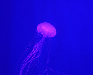 Fototapeta premium Close up on jellyfish under pink light