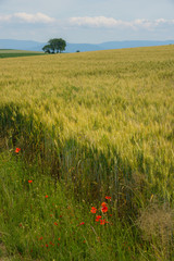 wheat field with poppies