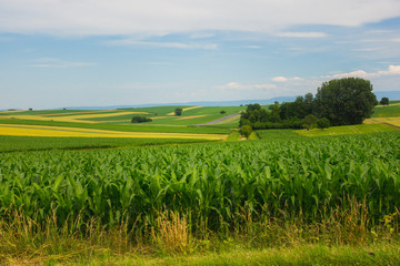 farm fields yellow and green 2