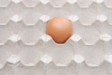 single chicken egg in the container