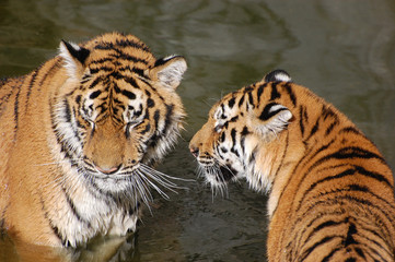 Tigers play in the water