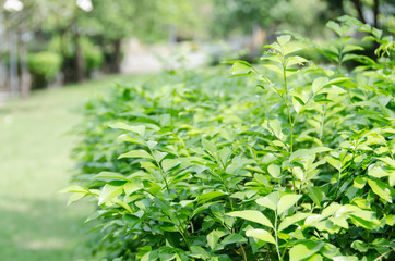 background of green leaves