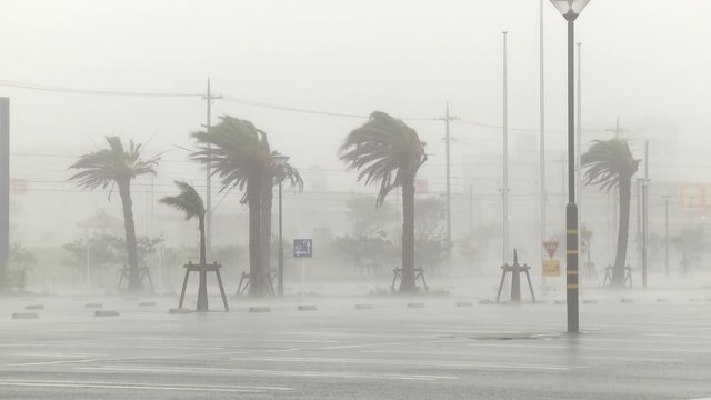 Hurricane Eyewall Wind Lash Palm Trees With Heavy Rain - Muifa