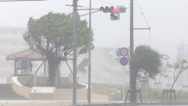 Trees Thrash In Extreme Hurricane Wind - Muifa