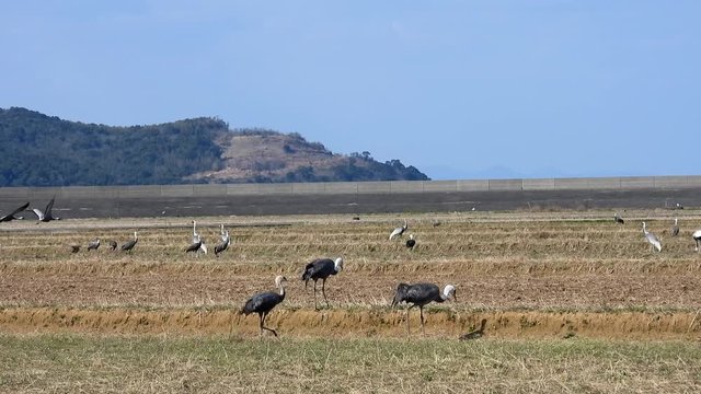 3羽の鶴のお散歩と飛び立つツル