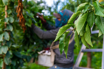 Green cherry tree leaves and hired season farm worker picking raw cherries in the background. Harvest in the industrial cherry orchard. Selective focus