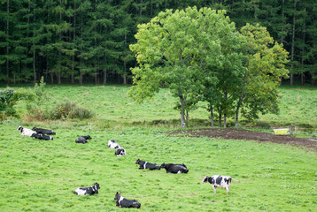 乳牛の佇む放牧場北海道
