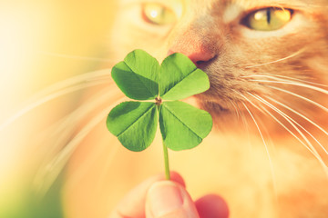 Beautiful orange tabby cat sniffing a lucky four leaf clover. Finding a lucky or special cat...
