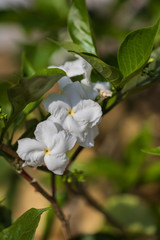 Beautiful jasmine Is blossoming in a garden in front of my house