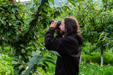 Enthusiast photographer enjoying his journey to the industrial cherry orchard. Young guy taking photos of sweet lapins cherries in a sunny day
