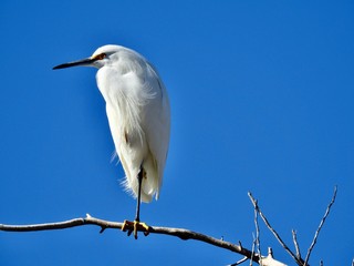 great white egret on blue background