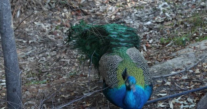One beautiful male peacock close up