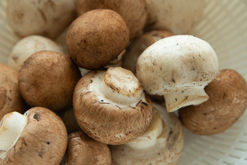 マッシュルーム