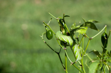 caterpillar gnawing on chillies in spring 