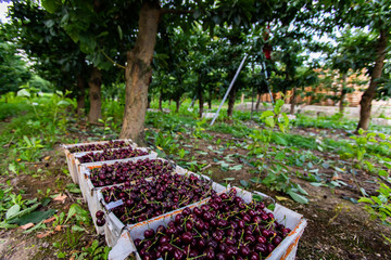 Boxes full of freshly picked sweet black cherries. Lapins cherries picked for further elaboration....
