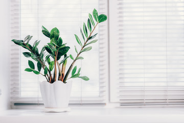 A small green plant pot zamioculcas displayed in the white window. Modern interior.