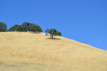 Golden grassy hill with trees