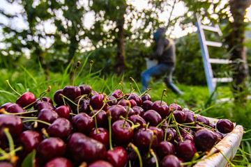 A bucket of raw lapins cherries. Freshly picked black sweet cherries and seasonal farm-workers in...