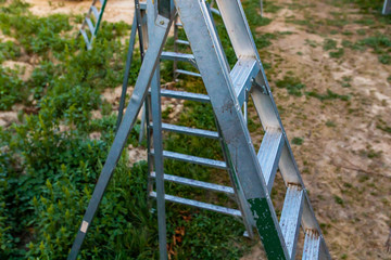 Close-up view of a metallic fruit picking ladders standing in the lapins cherry orchard. Gardening equipment. Selective focus.