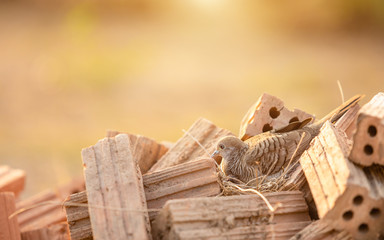 Birds in brown dry grass nest on the heap of red brick