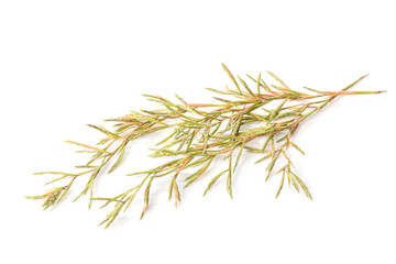 Fototapeta premium Flower citronella grass. Studio shot isolated on white