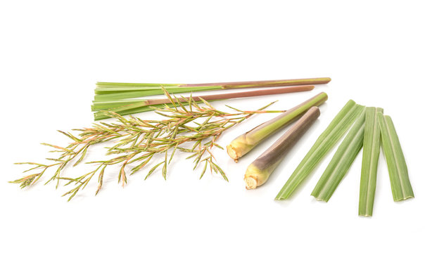 Flower and leaf of red Lemongrass or citronella grass. Studio shot isolated on white