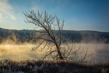 Fototapeta na wymiar Frosted Tree Over Foggy River