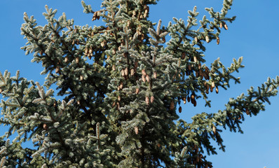 (Picea pungen) Blau-Fichte mit Hängend Zweige braun bis rotbraun und Reifer hellrosa bis hellrot Zapfen in der Oberkrone