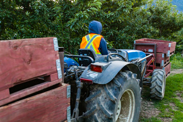A special agricultural vehicle working in the industrial cherry orchard. Raw cherry fruits transportation from the orchard to elaboration factory