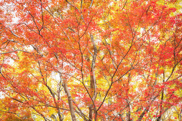 イロハモミジの紅葉