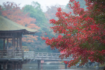 イロハモミジの紅葉と浮見堂の雨の風景