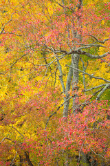 南京櫨の紅葉と銀杏の黄葉