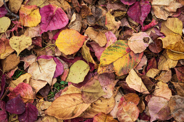 Obraz premium 南京櫨と桜の紅葉の落ち葉