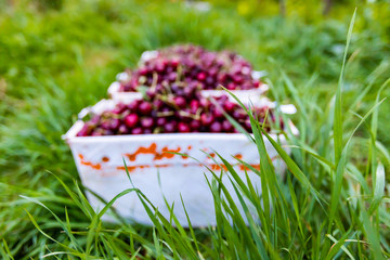 Close-up view of green grass and boxes full with freshly picked cherries on the background. Harvest...