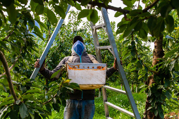 A migrant worker preparing fruit picking ladder and getting ready to pick sweet raw cherries....