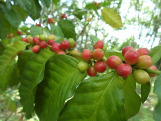 red coffee bean on the tree