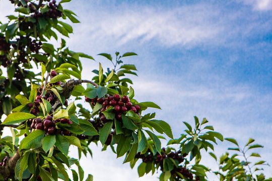 Tree branch with fresh raw cherries under the blue sky. Cherry orchard in clear summer day. Sweet black lapins cherries hanging on the tree