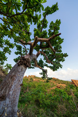 Sterculia africana by Hoq Cave in Socotra, Yemen