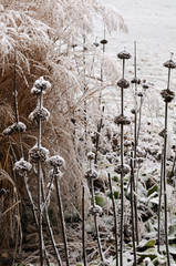 snowy flowerbed in a garden with weathered plants