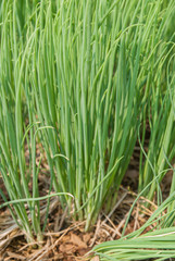 Aliurmcepa var aggregatum, Green Shallot, Green Shallot from Thailand country