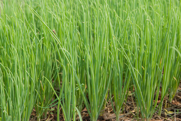 Aliurmcepa var aggregatum, Green Shallot, Green Shallot from Thailand country