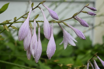 Obraz premium Hosta after the rain