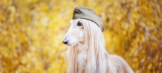 Dog, Afghan hound in a military cap, against the background of the autumn forest. Host protection...