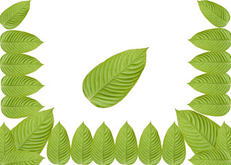 leaves in a white frame, Beautiful leaves, leaves background, Cottage leaves