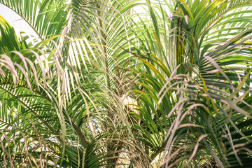 Fototapeta na wymiar Branches of plants butia capitata in the bright sun is close